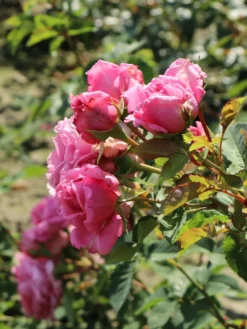 Kletterrose 'Bienvenue' -Deutschland Garten Funk Verkaufs-Shop kletterrose bienvenue m122079 w 8