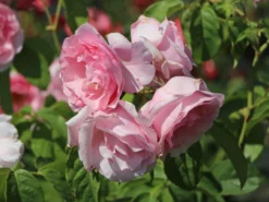 Kletterrose 'Billet Doux' -Deutschland Garten Funk Verkaufs-Shop kletterrose billet doux m120742 w 0