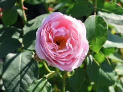 Kletterrose 'Billet Doux' -Deutschland Garten Funk Verkaufs-Shop kletterrose billet doux m120742 w 1