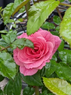 Kletterrose 'Camelot' ® 26 Kletterrose 'Camelot' ® -Deutschland Garten Funk Verkaufs-Shop kletterrose camelot m056057 515721 0