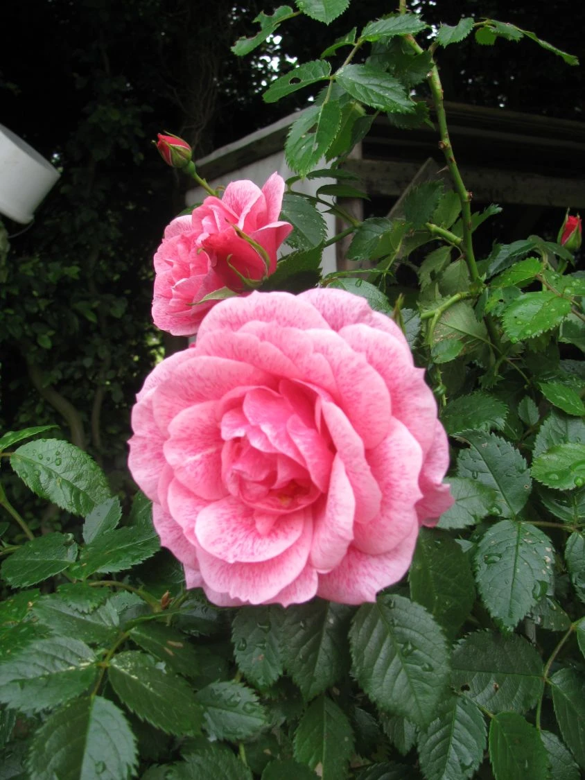 Kletterrose 'Camelot' ® 15 Kletterrose 'Camelot' ® – Bild 15