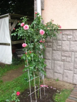 Kletterrose 'Camelot' ® 28 Kletterrose 'Camelot' ® -Deutschland Garten Funk Verkaufs-Shop kletterrose camelot m056057 544156 1