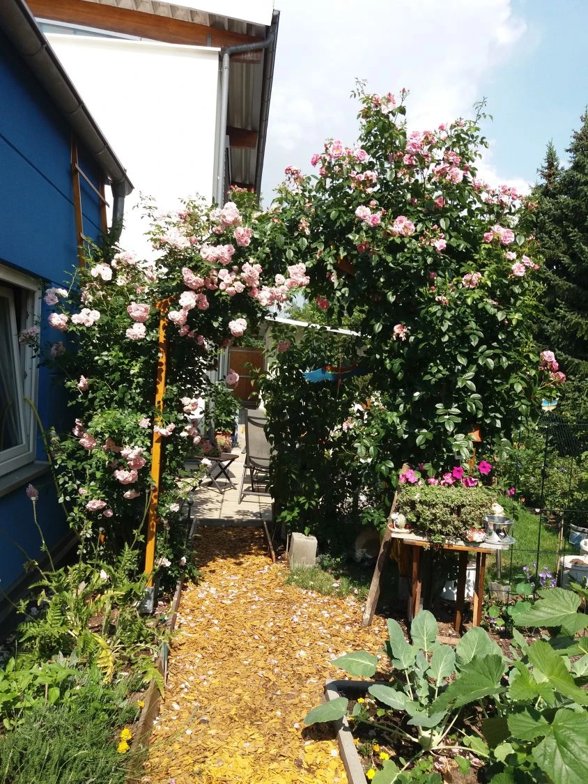 Kletterrose 'Camelot' ® 13 Kletterrose 'Camelot' ® – Bild 13