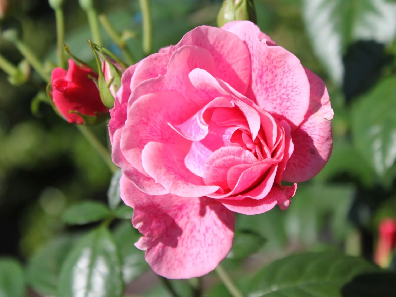 Kletterrose 'Camelot' ® 5 Kletterrose 'Camelot' ® – Bild 5