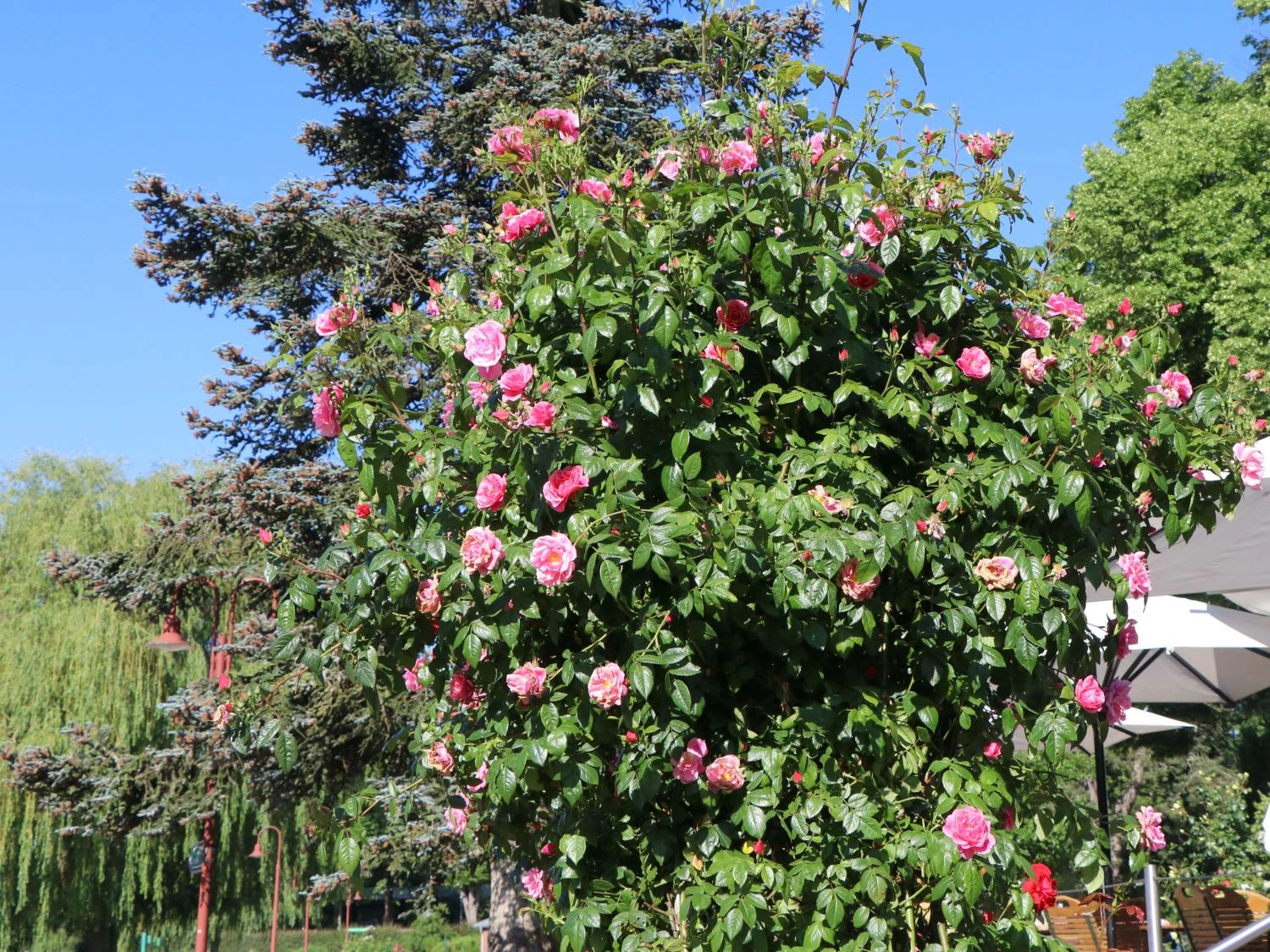 Kletterrose 'Camelot' ® 3 Kletterrose 'Camelot' ® – Bild 3