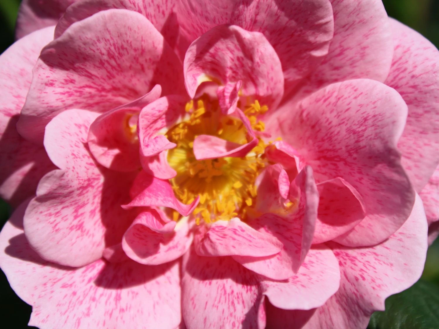 Kletterrose 'Camelot' ® 6 Kletterrose 'Camelot' ® – Bild 6