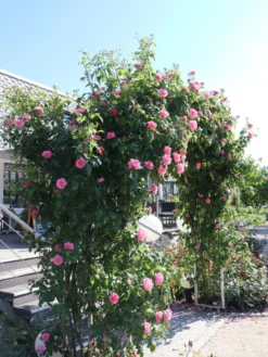 Kletterrose 'Camelot' ® 24 Kletterrose 'Camelot' ® -Deutschland Garten Funk Verkaufs-Shop kletterrose camelot m056057 w 4