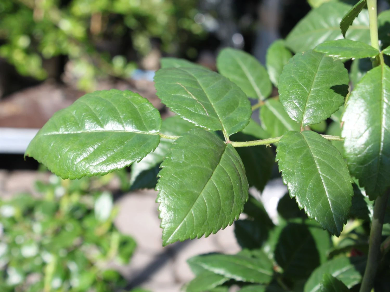 Kletterrose 'Camelot' ® 7 Kletterrose 'Camelot' ® – Bild 7