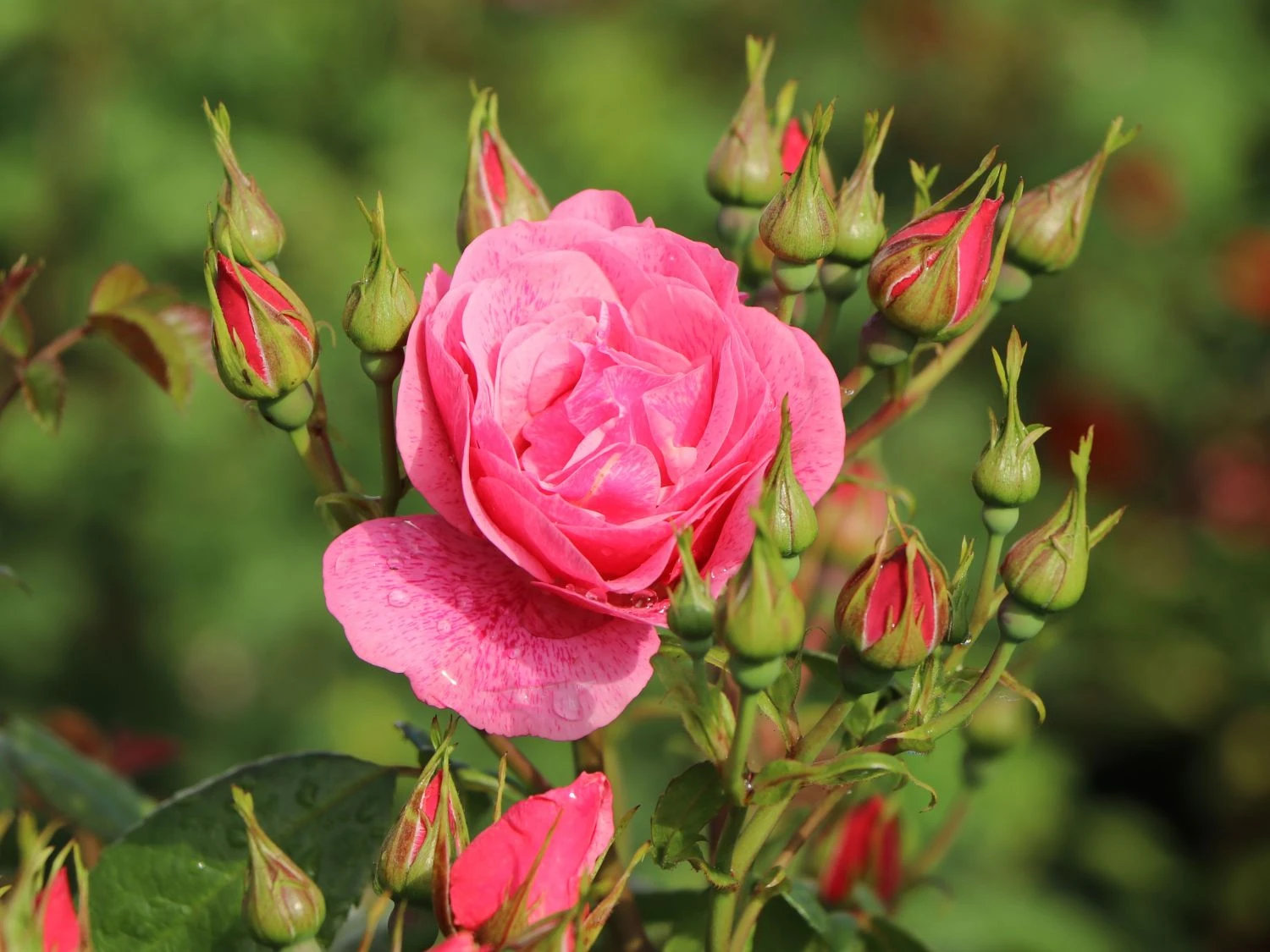 Kletterrose 'Camelot' ® 4 Kletterrose 'Camelot' ® – Bild 4