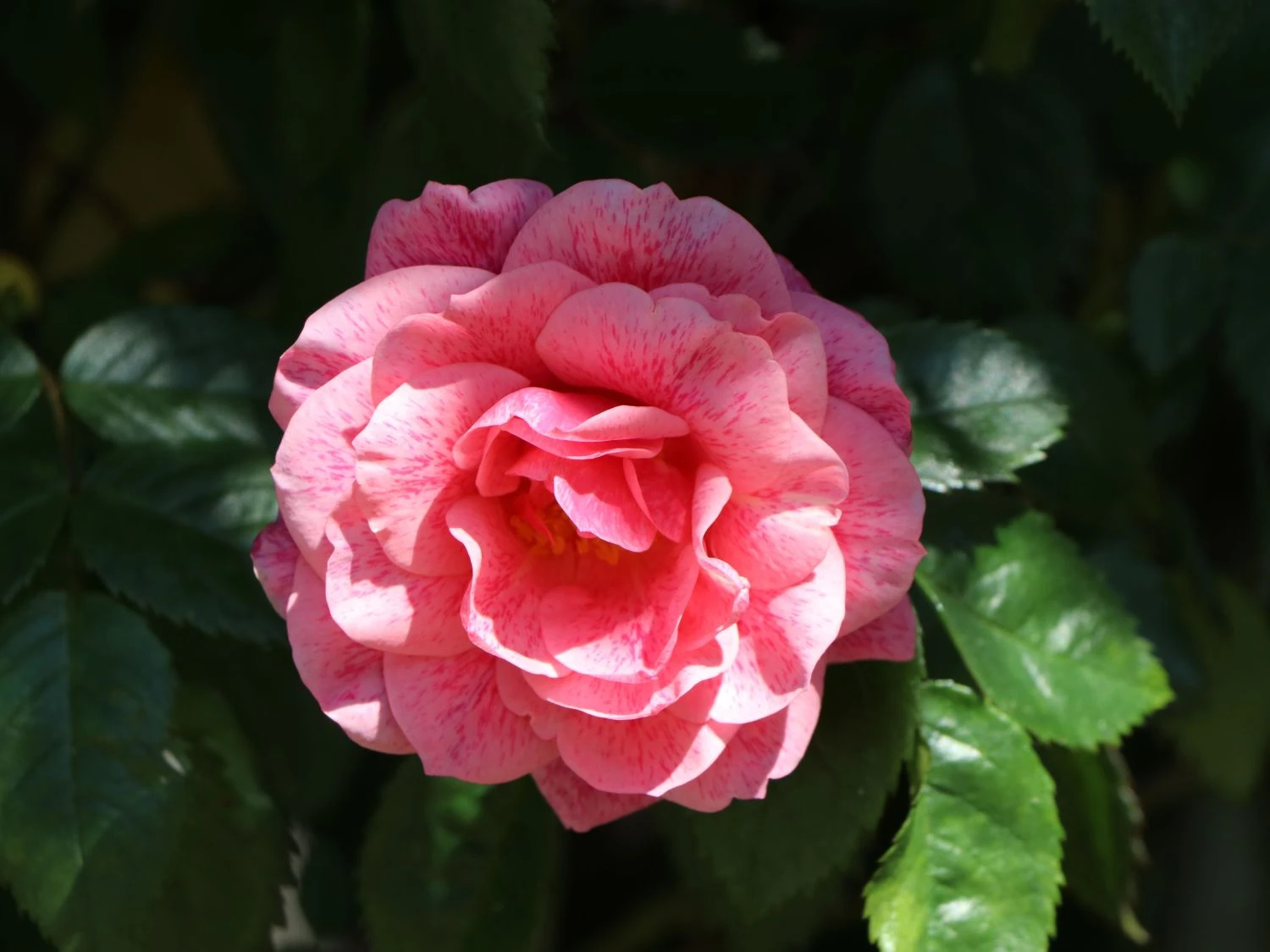 Kletterrose 'Camelot' ® 8 Kletterrose 'Camelot' ® – Bild 8