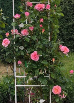 Kletterrose 'Compassion' ® -Deutschland Garten Funk Verkaufs-Shop kletterrose compassion m002936 1328988 0