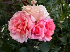 Kletterrose 'Compassion' ® -Deutschland Garten Funk Verkaufs-Shop kletterrose compassion m002936 1328988 1