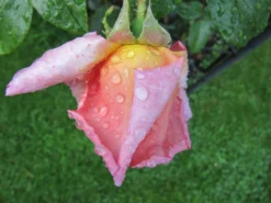 Kletterrose 'Compassion' ® -Deutschland Garten Funk Verkaufs-Shop kletterrose compassion m002936 241747 0