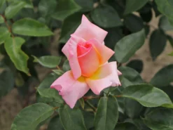 Kletterrose 'Compassion' ® -Deutschland Garten Funk Verkaufs-Shop kletterrose compassion m002936 w 0