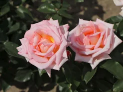 Kletterrose 'Compassion' ® -Deutschland Garten Funk Verkaufs-Shop kletterrose compassion m002936 w 1