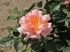 Kletterrose 'Compassion' ® -Deutschland Garten Funk Verkaufs-Shop kletterrose compassion m002936 w 10