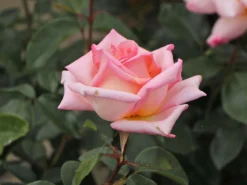 Kletterrose 'Compassion' ® -Deutschland Garten Funk Verkaufs-Shop kletterrose compassion m002936 w 3