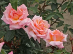 Kletterrose 'Compassion' ® -Deutschland Garten Funk Verkaufs-Shop kletterrose compassion m002936 w 4