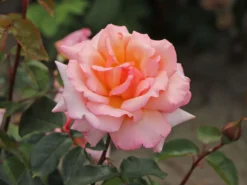 Kletterrose 'Compassion' ® -Deutschland Garten Funk Verkaufs-Shop kletterrose compassion m002936 w 5