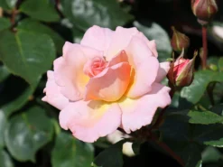 Kletterrose 'Compassion' ® -Deutschland Garten Funk Verkaufs-Shop kletterrose compassion m002936 w 7