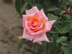 Kletterrose 'Compassion' ® -Deutschland Garten Funk Verkaufs-Shop kletterrose compassion m002936 w 8