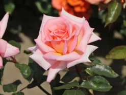 Kletterrose 'Compassion' ® -Deutschland Garten Funk Verkaufs-Shop kletterrose compassion m002936 w 9