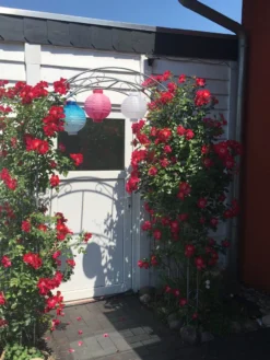 Kletterrose 'Dortmund' ® -Deutschland Garten Funk Verkaufs-Shop kletterrose dortmund m005464 193676 0