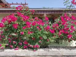 Kletterrose 'Dortmund' ® -Deutschland Garten Funk Verkaufs-Shop kletterrose dortmund m005464 484600 0