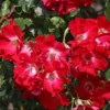 Kletterrose 'Dortmund' ®