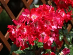Kletterrose 'Dortmund' ® -Deutschland Garten Funk Verkaufs-Shop kletterrose dortmund m005464 w 1