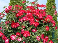 Kletterrose 'Dortmund' ® -Deutschland Garten Funk Verkaufs-Shop kletterrose dortmund m005464 w 10