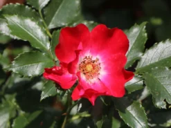 Kletterrose 'Dortmund' ® -Deutschland Garten Funk Verkaufs-Shop kletterrose dortmund m005464 w 11