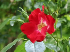 Kletterrose 'Dortmund' ® -Deutschland Garten Funk Verkaufs-Shop kletterrose dortmund m005464 w 2