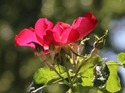 Kletterrose 'Dortmund' ® -Deutschland Garten Funk Verkaufs-Shop kletterrose dortmund m005464 w 3