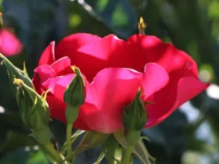 Kletterrose 'Dortmund' ® -Deutschland Garten Funk Verkaufs-Shop kletterrose dortmund m005464 w 5