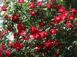 Kletterrose 'Dortmund' ® -Deutschland Garten Funk Verkaufs-Shop kletterrose dortmund m005464 w 6