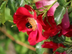 Kletterrose 'Dortmund' ® -Deutschland Garten Funk Verkaufs-Shop kletterrose dortmund m005464 w 9