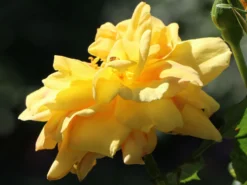 Kletterrose 'Dukat' ® -Deutschland Garten Funk Verkaufs-Shop kletterrose dukat m056092 w 1