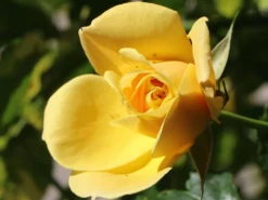 Kletterrose 'Dukat' ® -Deutschland Garten Funk Verkaufs-Shop kletterrose dukat m056092 w 2