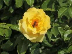 Kletterrose 'Dukat' ® -Deutschland Garten Funk Verkaufs-Shop kletterrose dukat m056092 w 3