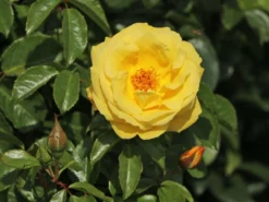 Kletterrose 'Dukat' ® -Deutschland Garten Funk Verkaufs-Shop kletterrose dukat m056092 w 4