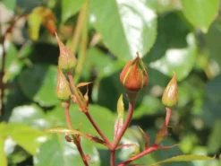 Kletterrose 'Fassadenzauber' ® -Deutschland Garten Funk Verkaufs-Shop kletterrose fassadenzauber m052841 w 10