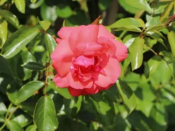 Kletterrose 'Fassadenzauber' ® -Deutschland Garten Funk Verkaufs-Shop kletterrose fassadenzauber m052841 w 2