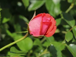 Kletterrose 'Fassadenzauber' ® -Deutschland Garten Funk Verkaufs-Shop kletterrose fassadenzauber m052841 w 3