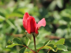 Kletterrose 'Fassadenzauber' ® -Deutschland Garten Funk Verkaufs-Shop kletterrose fassadenzauber m052841 w 4