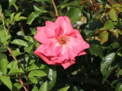 Kletterrose 'Fassadenzauber' ® -Deutschland Garten Funk Verkaufs-Shop kletterrose fassadenzauber m052841 w 5