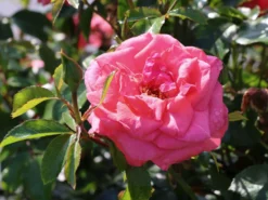 Kletterrose 'Fassadenzauber' ® -Deutschland Garten Funk Verkaufs-Shop kletterrose fassadenzauber m052841 w 6
