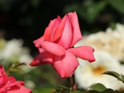 Kletterrose 'Fassadenzauber' ® -Deutschland Garten Funk Verkaufs-Shop kletterrose fassadenzauber m052841 w 7