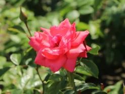 Kletterrose 'Fassadenzauber' ® -Deutschland Garten Funk Verkaufs-Shop kletterrose fassadenzauber m052841 w 8