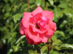 Kletterrose 'Fassadenzauber' ® -Deutschland Garten Funk Verkaufs-Shop kletterrose fassadenzauber m052841 w 9